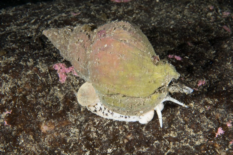 Buccinum undatum