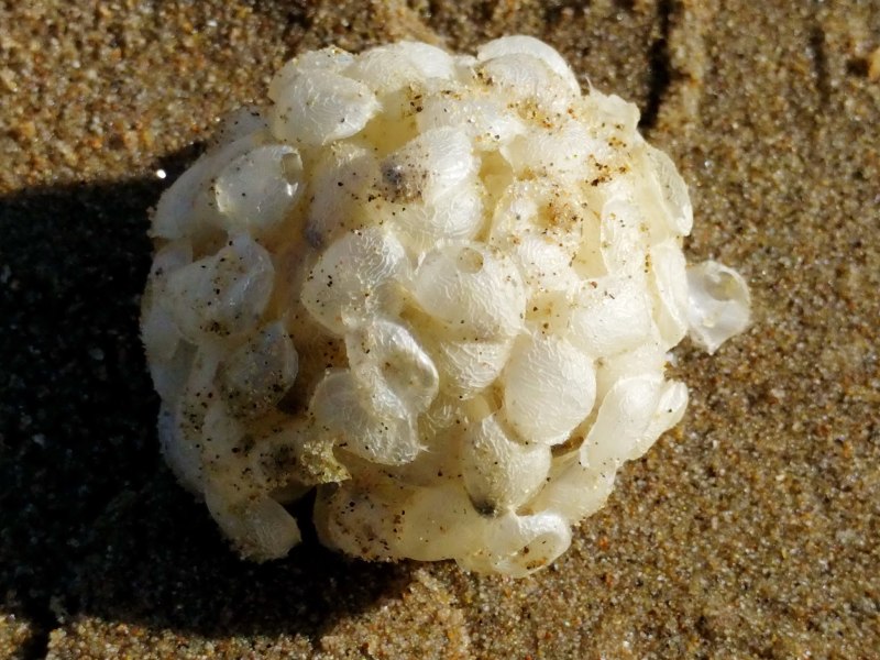 Buccinum undatum