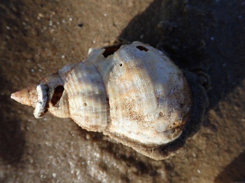 Buccinum undatum
