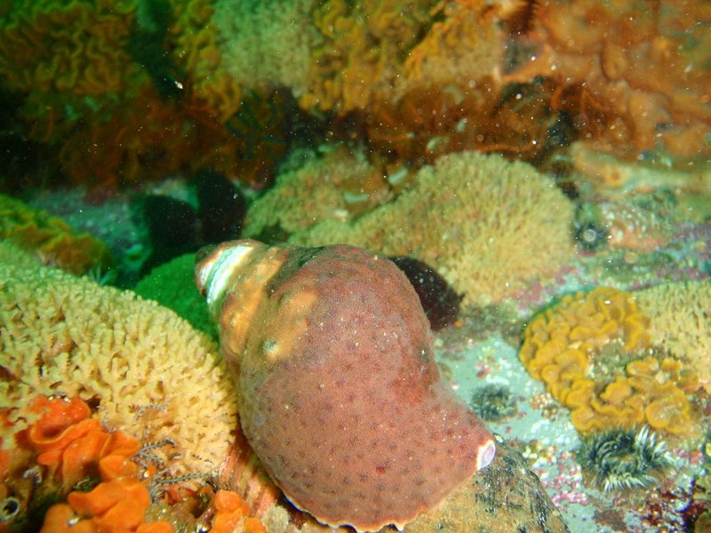 Whelk рыба