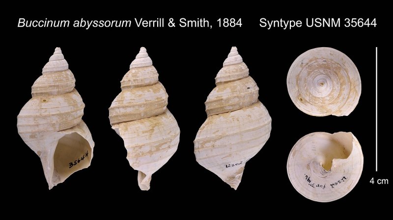 Buccinum middendorffi