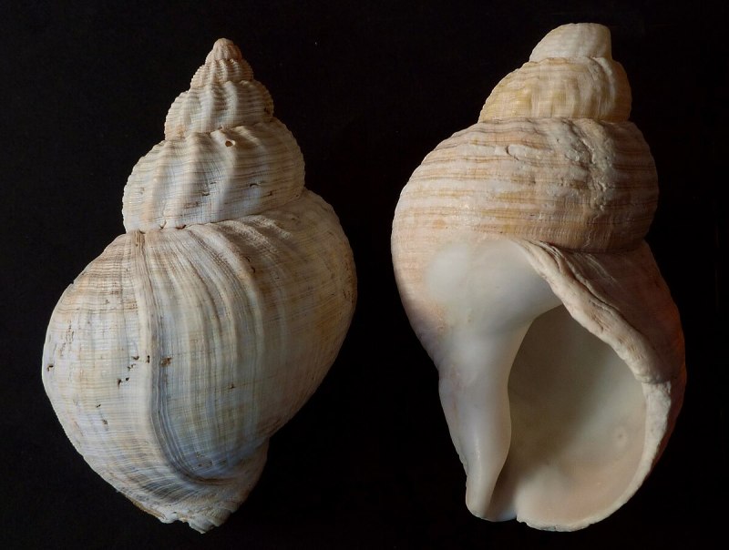 Buccinum undatum