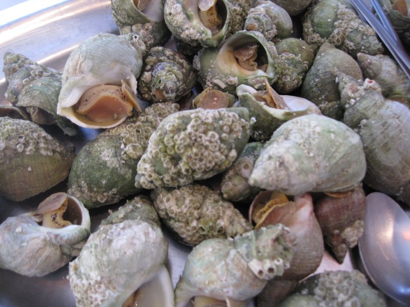 Bulots морской гад
