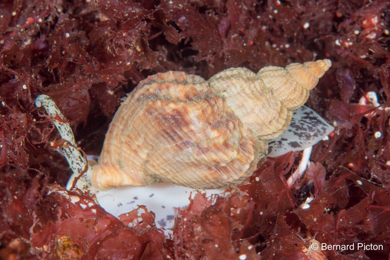 Buccinum undatum