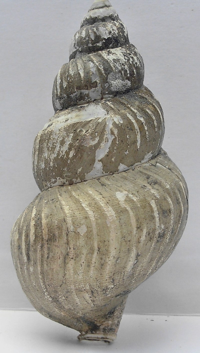 Buccinum bayani