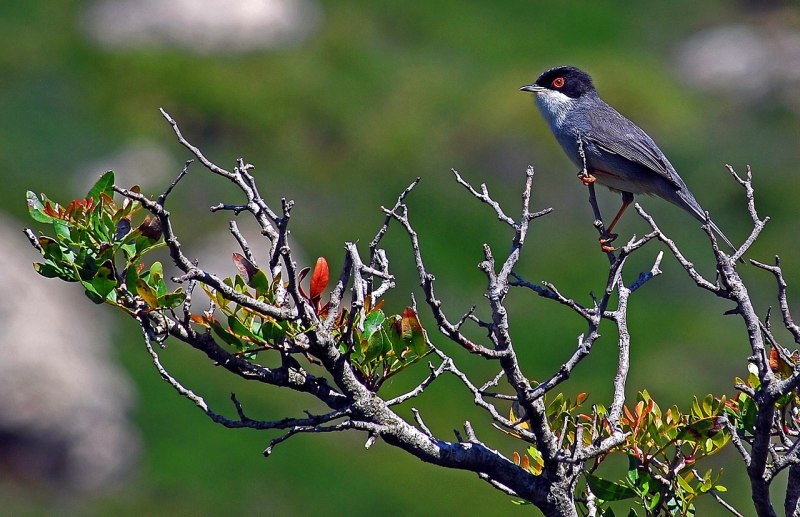 Sylvia melanocephala