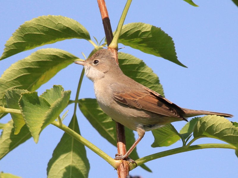 Серая Славка (Sylvia communis)