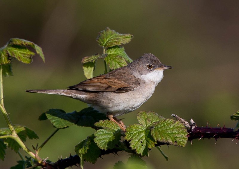 Серая Славка (Sylvia communis)