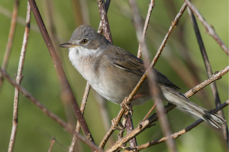 Серая Славка (Sylvia communis)