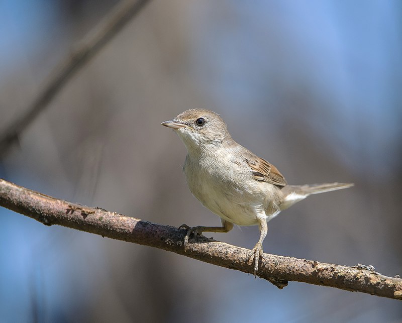 Серая Славка (Sylvia communis)