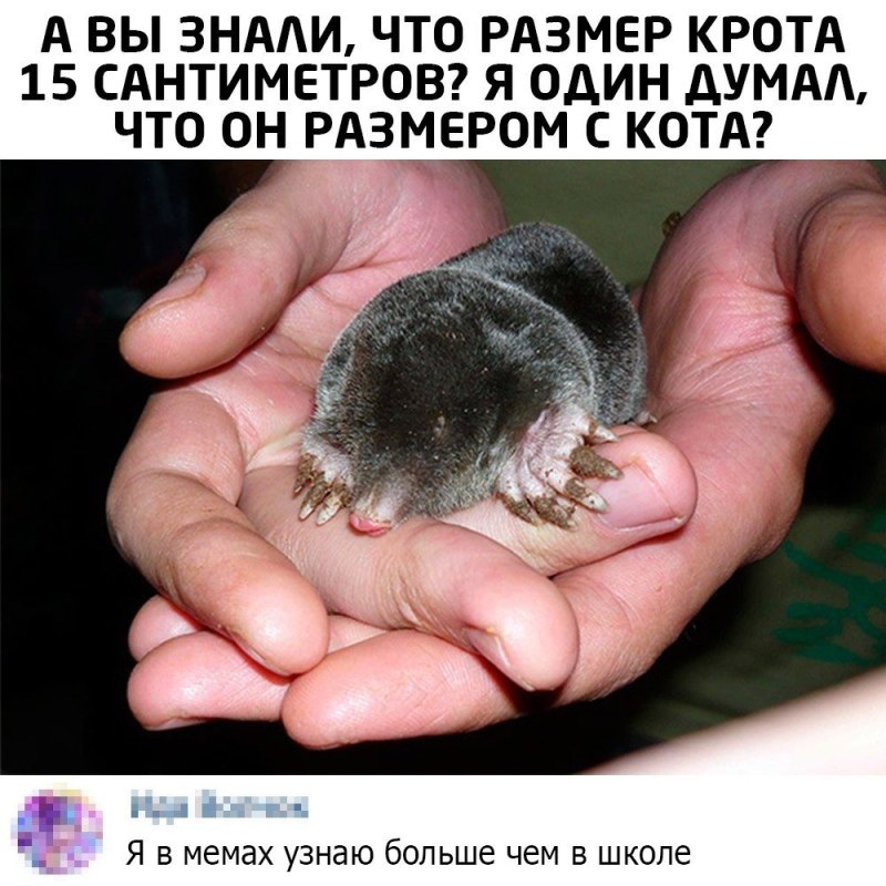 Крот Размеры