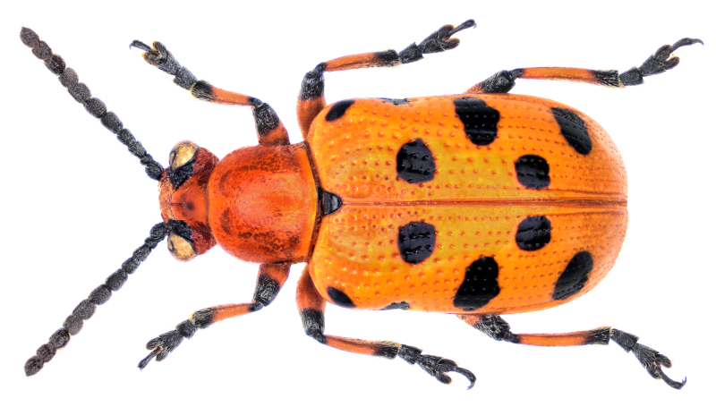 Crioceris quinquepunctata
