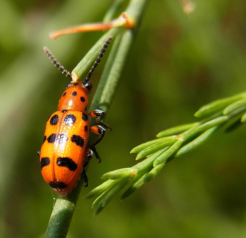 Crioceris quatuordecimpunctata