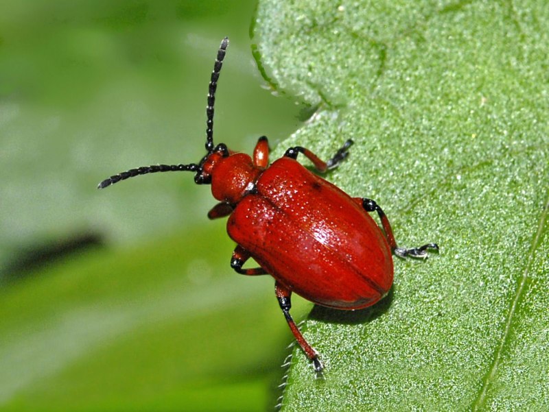 Lilioceris merdigera