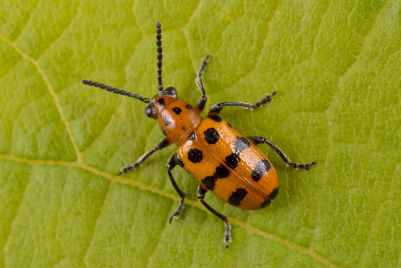 Crioceris quatuordecimpunctata