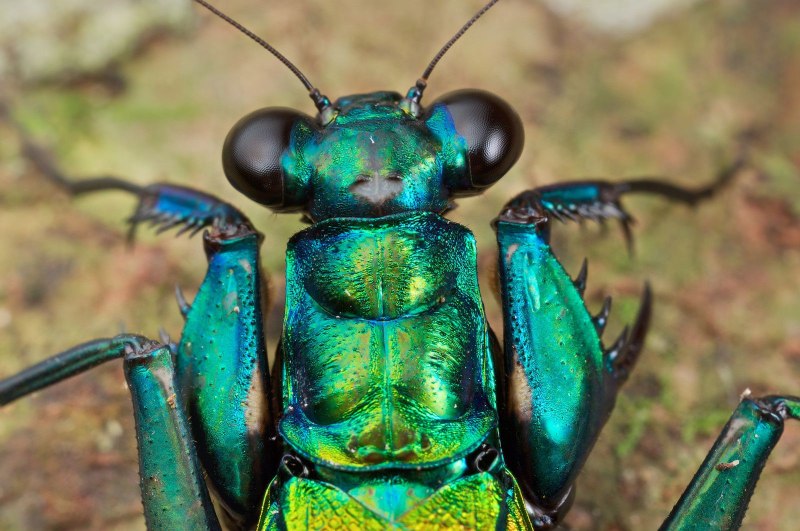Metallyticus splendidus богомол