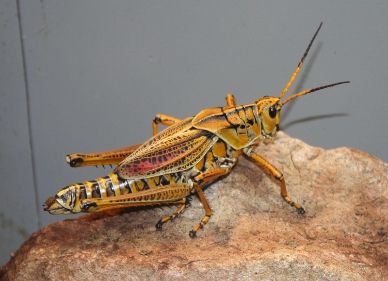 Любберовского кузнечика ( Romalea microptera )
