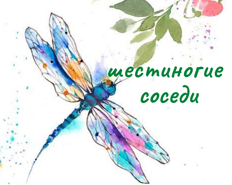 Стрекоза день рождения