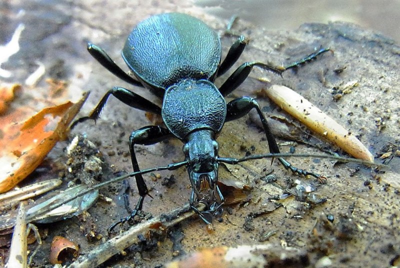 Cychrus caraboides (Linnaeus, 1758)