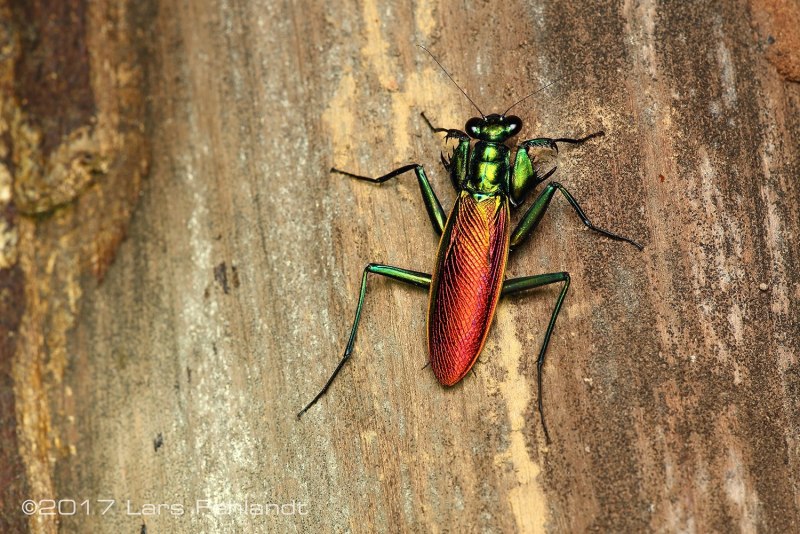 Metallyticus splendidus богомол