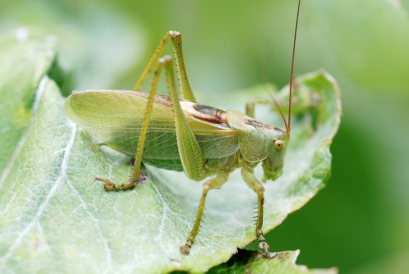 Tettigonia orientalis