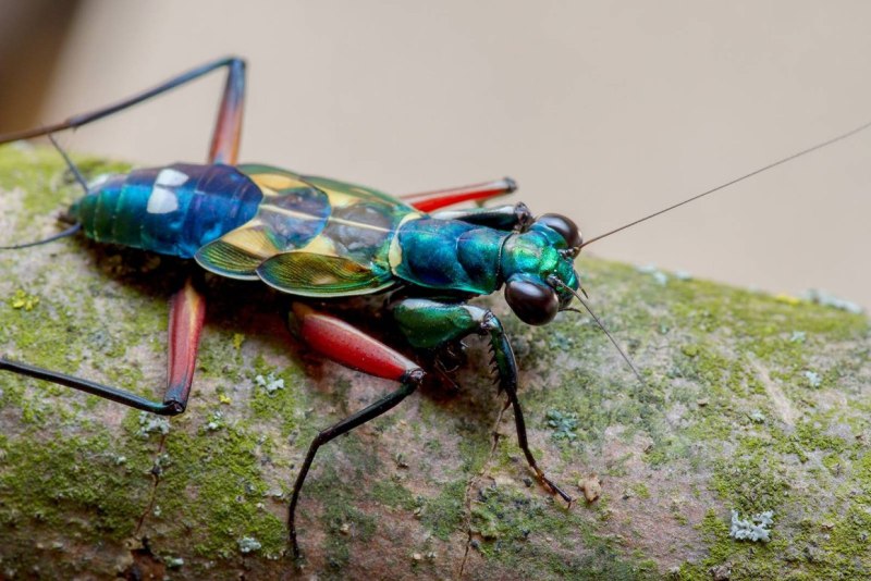 Metallyticus splendidus богомол