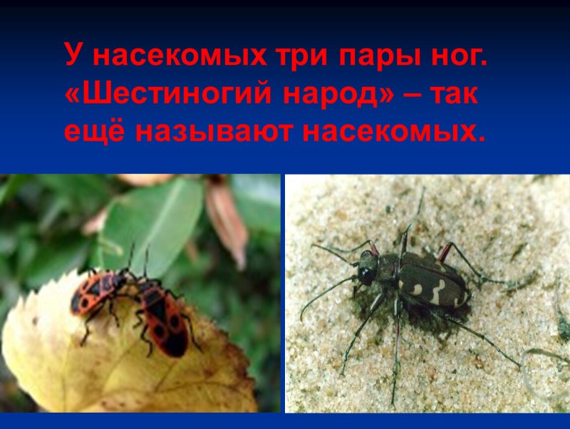 Презентация на тему насекомые