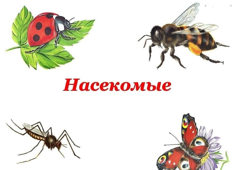Насекомые для детей