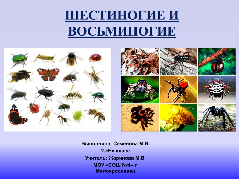 Шестиногие и восьминогие насекомые