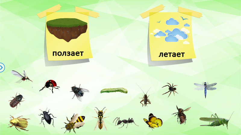 Насекомые для дошкольников