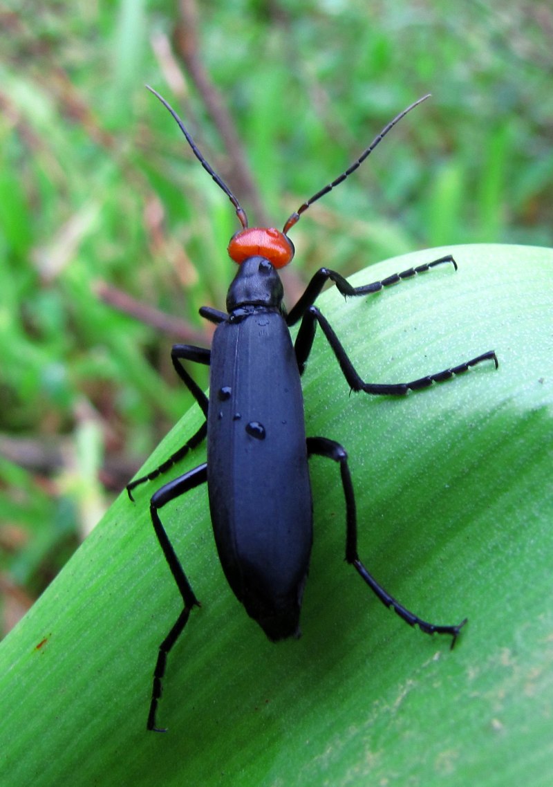 Жук, Epicauta hirticornis