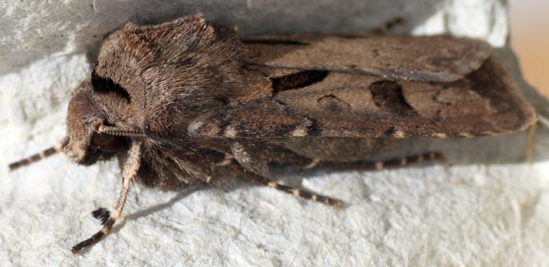 Agrotis psammocharis