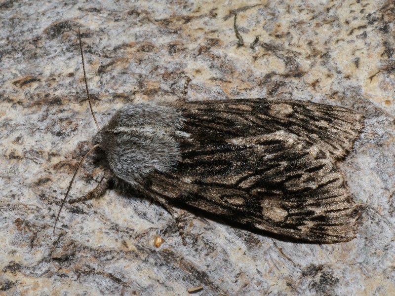 Brachionycha nubeculosa