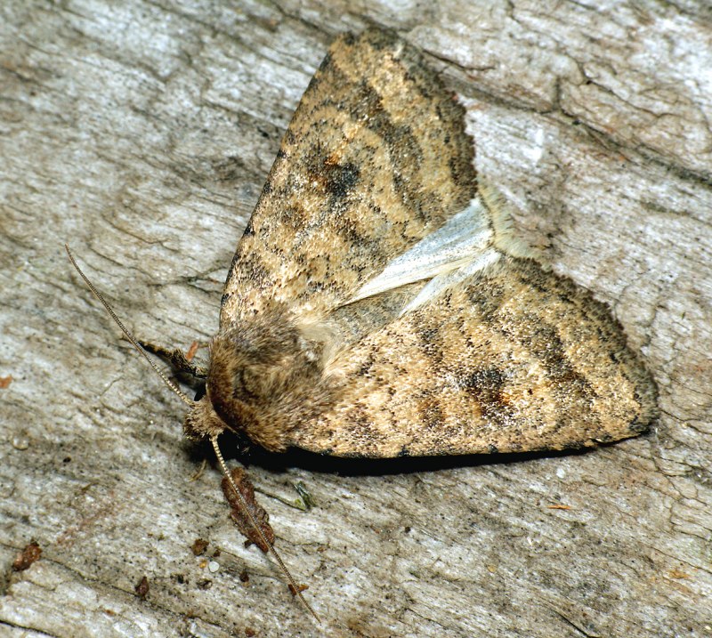 Caradrina Morpheus