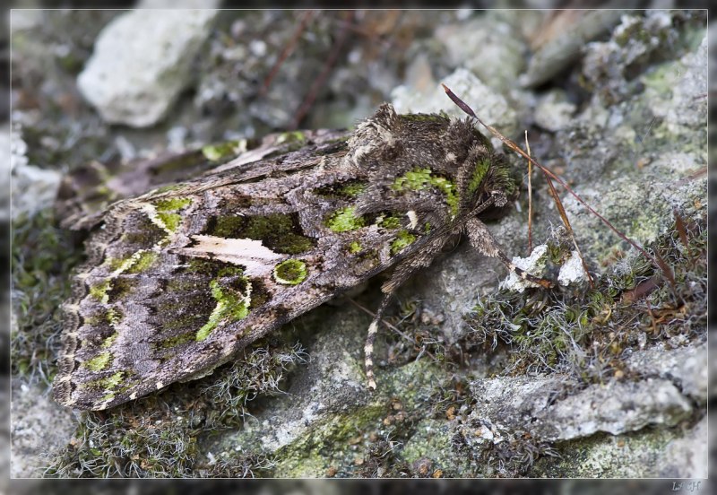 Совка trachea atriplicis