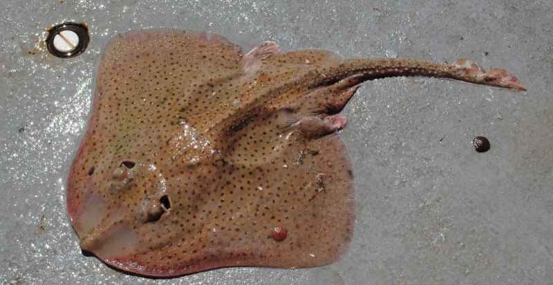Leucoraja erinacea
