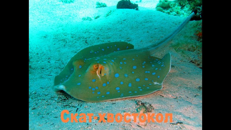 Скат-хвостокол в черном море