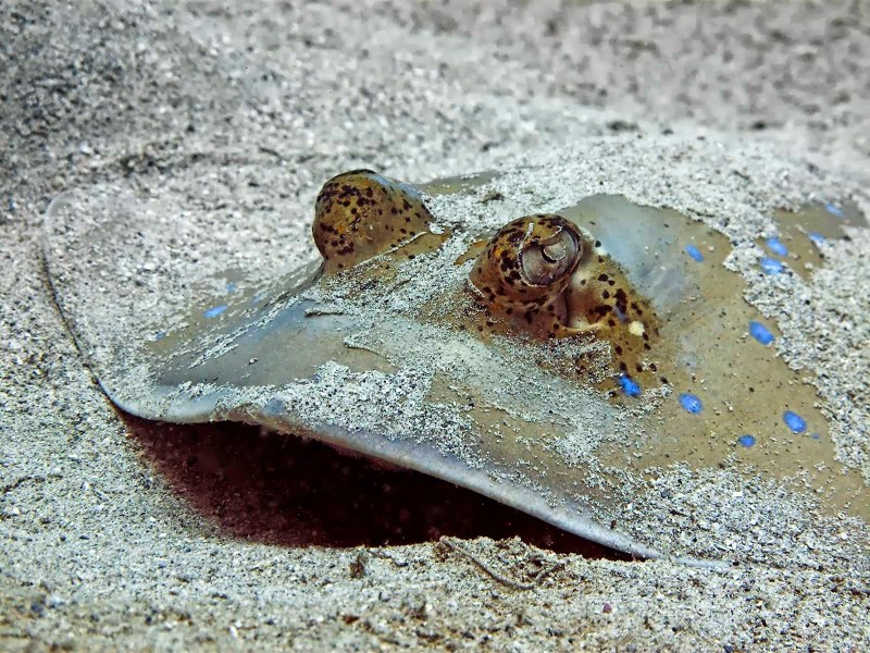 Скат морская лисица в черном море
