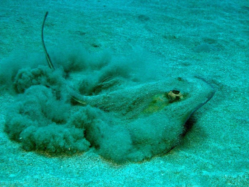 Скат-хвостокол в черном море