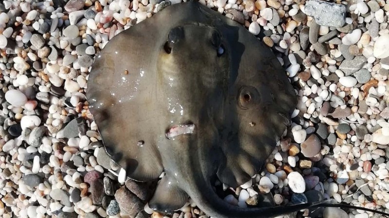 Скат-хвостокол в черном море