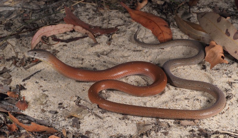 Pygopus lepidopodus