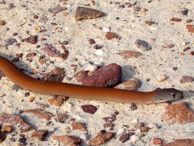 Pygopus lepidopodus