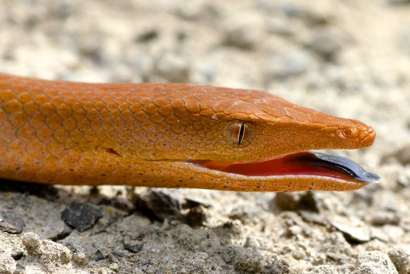 Legless Lizard