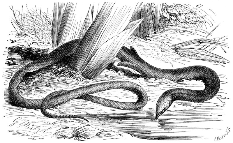 Семейство Pygopodidae — чешуеноги