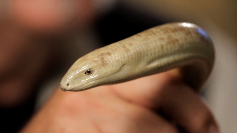 European legless Lizard