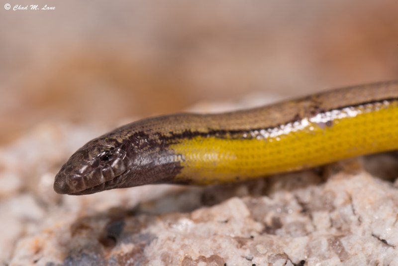 Legless Lizard