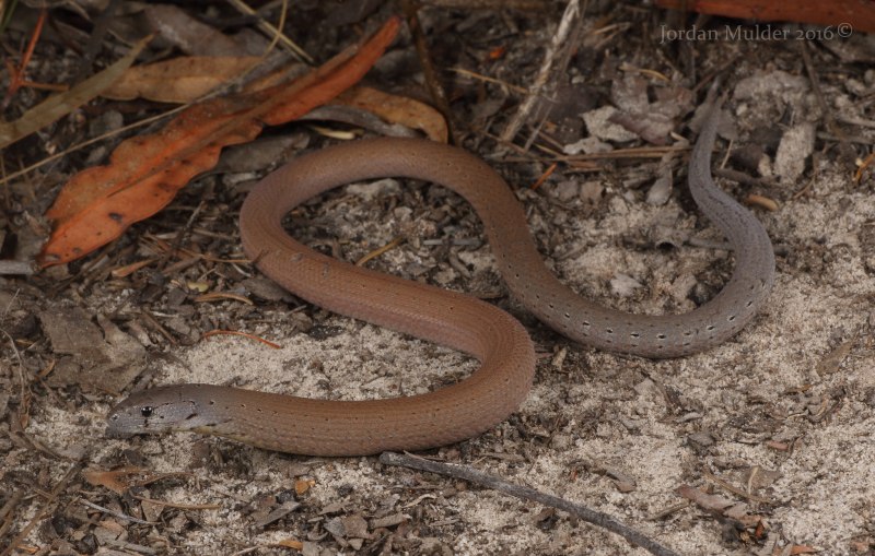 Pygopus lepidopodus