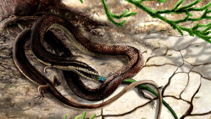 Tetrapodophis amplectus