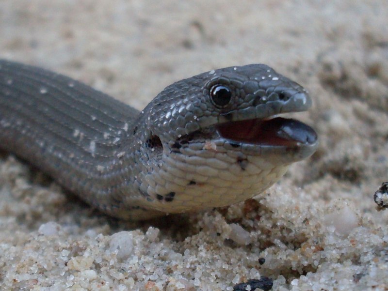 European legless Lizard