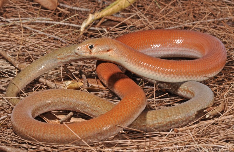 Pygopus lepidopodus
